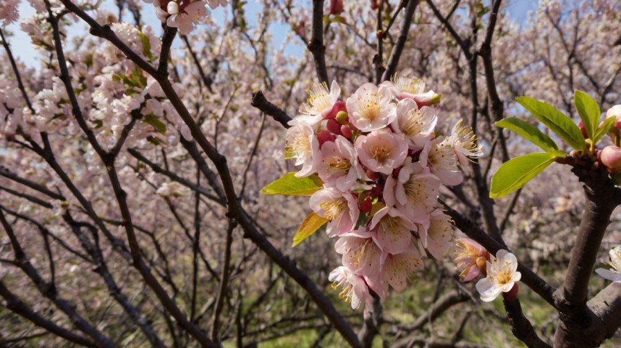 How to Grow Japanese Plum Trees