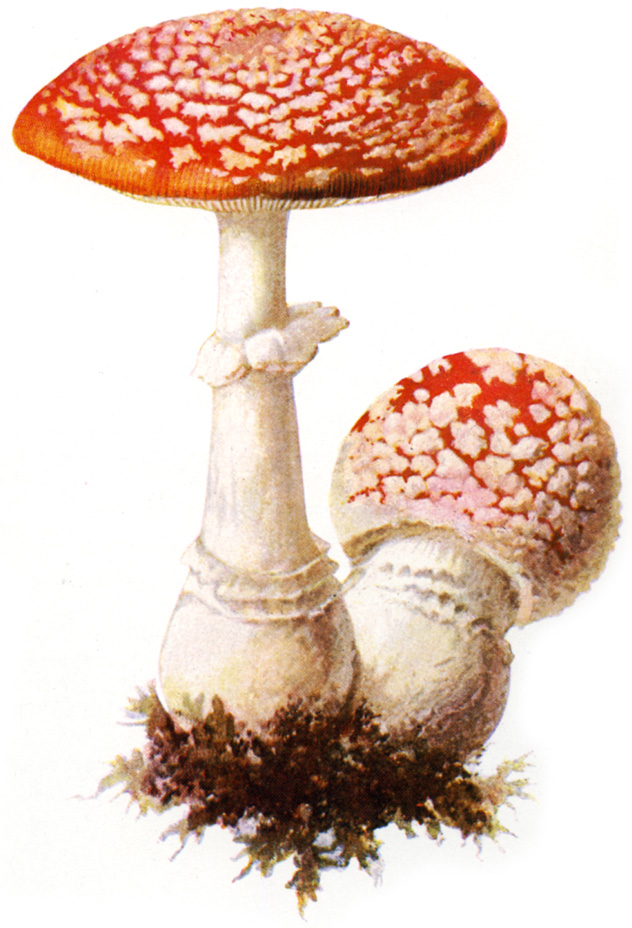 deadly Amanita species